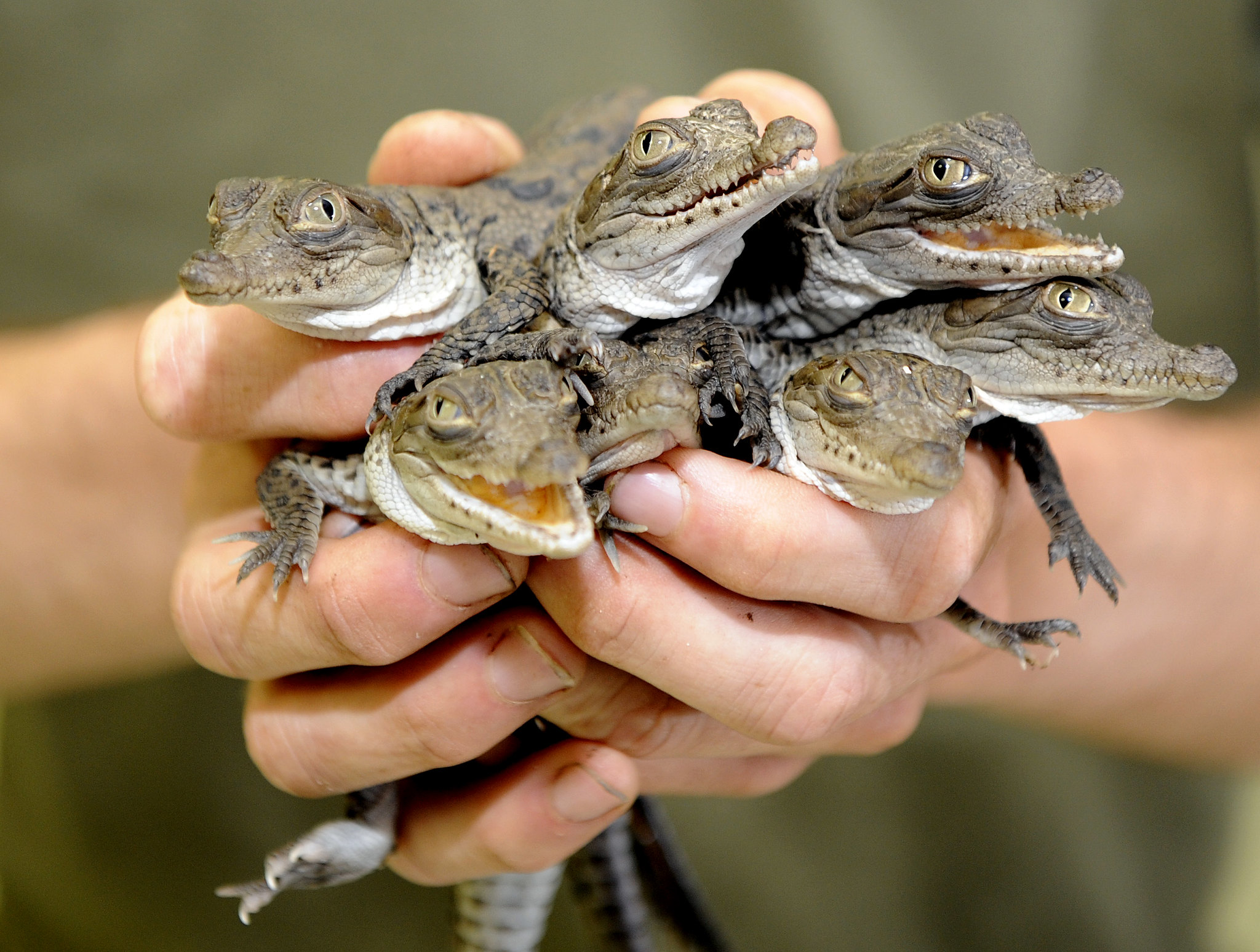 American Crocodiles at Turkey Point